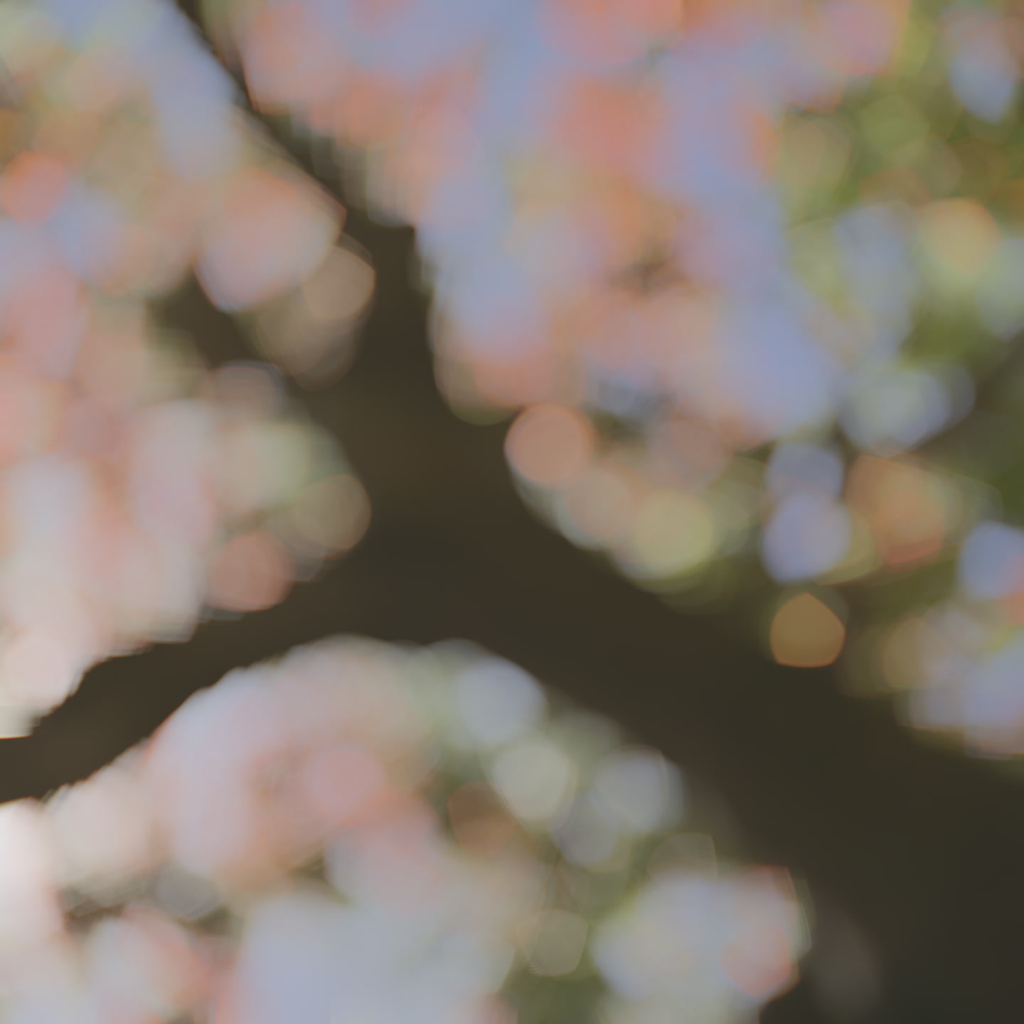 Coma Bokeh